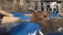 hippoattack