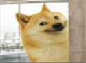 DyHqC4Y