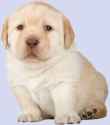 puppo