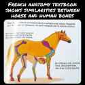 anatomytextbook