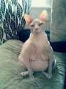 ugly fat hairless cat
