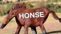 honse