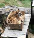 tigerbox
