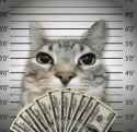 cat-money