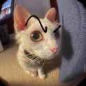 Eyebrow