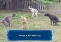 dogore