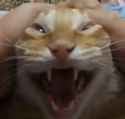 001-gato-mado