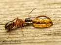 p6170318-ant-and-drop-2