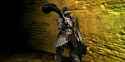 Havel-the-Rock-671370447