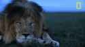 Awaken lion