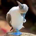 blue-footed-booby-galapagos-9facts