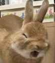 rabbit scream