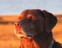 the-origin-of-dog-closing-eyes-meme-yakuza-3-v0-txfwdc8oi2ve1