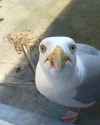 seagull
