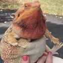 fat lizard