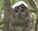 The owl skk with a gaze so powerful it can turn cukposters into dust