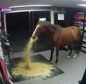 vomiting horse
