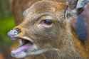 deermouth