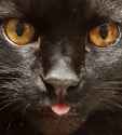 closeupblep