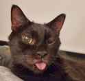 inquisitiveblep