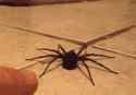 spider poke