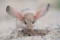jerboa