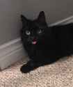 waryblep