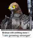 Local Bird