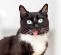 tuxedoblep