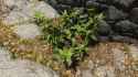 JPGC_enb2025_7_3_10_59_23