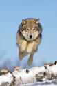 wolf