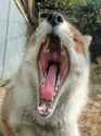 vore