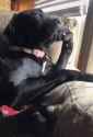 dog-bored