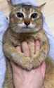 nat_ths_fckn_cat_1704100728931512