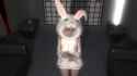 rabbit