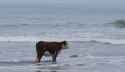 Beach Cow