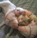 cat comfy