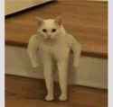 strong_cat