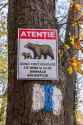 romanian bears