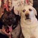 dogs crazy face