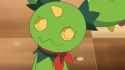 maractus