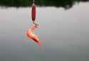 shrimp bait