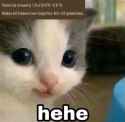 smug lil toxic cat laughing