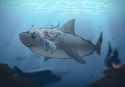 GoodShark