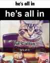all in cat