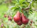 PD24-StarkrimsonPears_02
