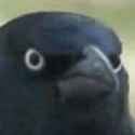 crow of judgement
