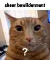 sheer bewilderment cat kot