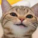 smug lil cat
