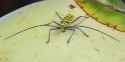Gerania_bosci_bosci_(longhorn_beetle)_on_a_coconut_(focus_stacking)